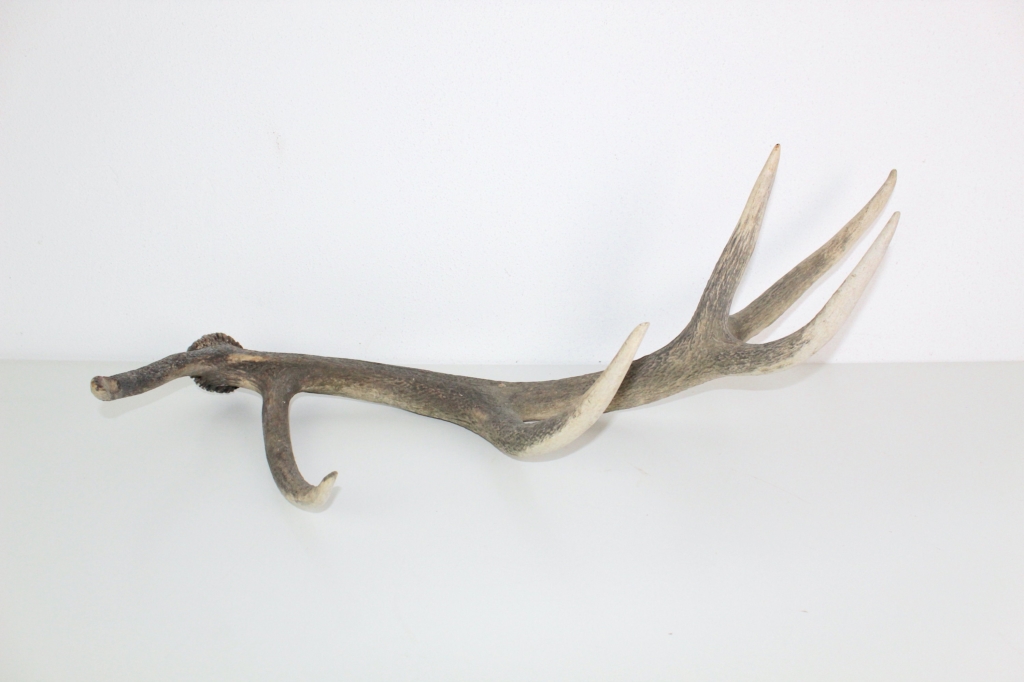 Abwurfstange Rotwild | Hirsch | Geweih | 1940 | Vintage | Mon Ami(e