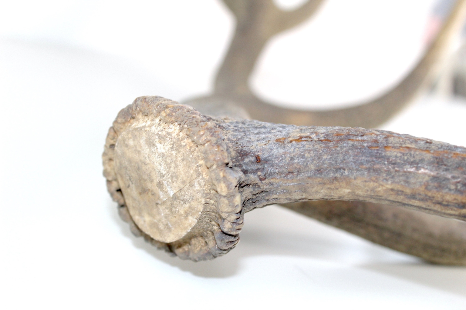 Abwurfstange Rotwild | Hirsch | Geweih | 1940 | Vintage | Mon Ami(e