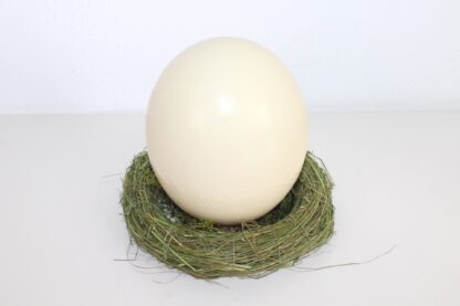 Straußenei | natur | Deko – Bild 2